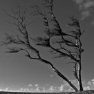 Weather Forecast: Prevailing Westerly Winds For the Next 40 Years